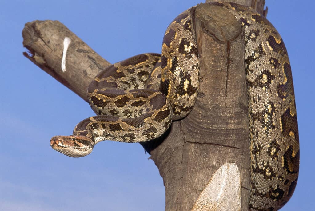 Asiatic rock python, also known as the Indian python