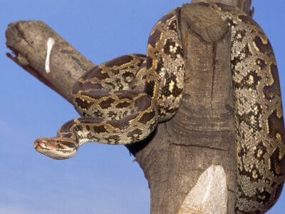 A Indian python