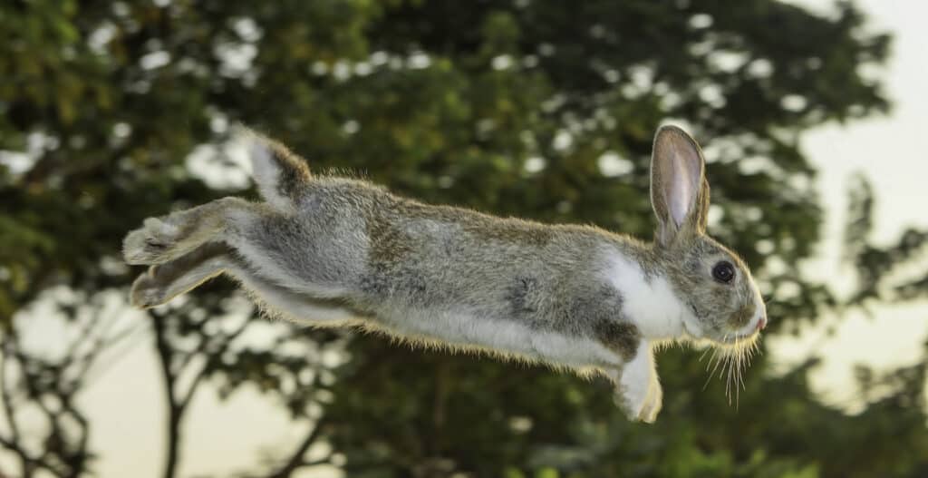 rabbit jump