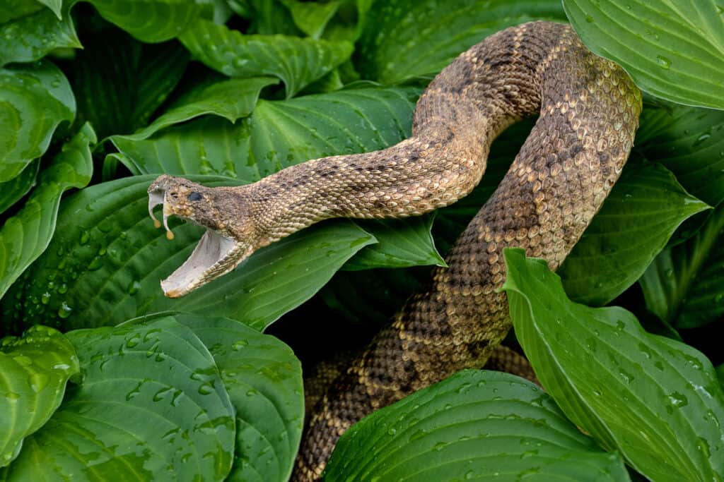 rattlesnake poised to strike