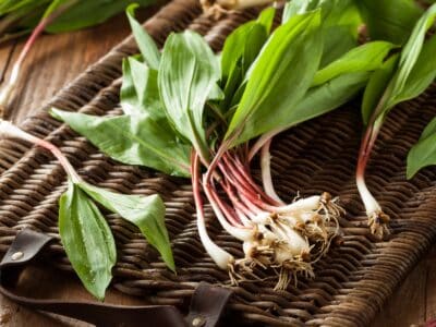 A Wild Onion vs Wild Garlic: What’s the Difference?