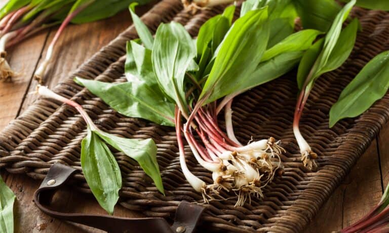 wild onion in basket