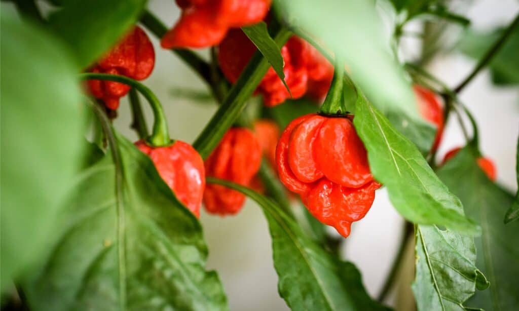 scorpion pepper