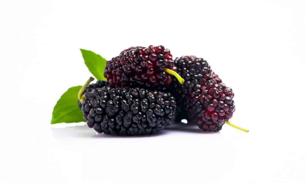 Mulberry vs Blackberry