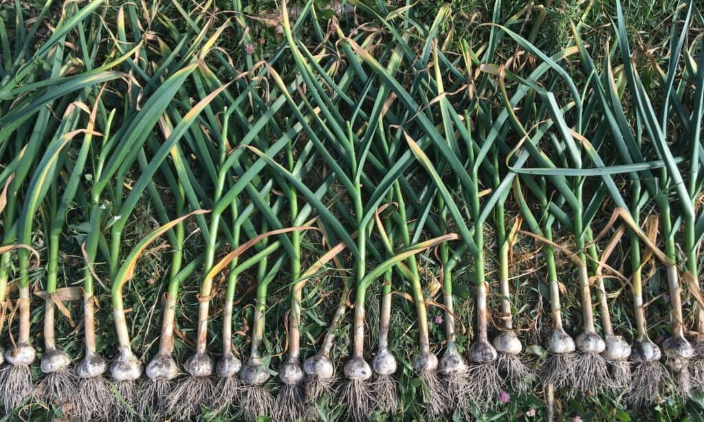 harvested hardneck garlic