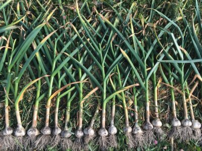 A Hardneck vs Softneck Garlic: What’s the Difference?