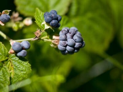 A Dewberry vs Blackberry: Is There a Difference?