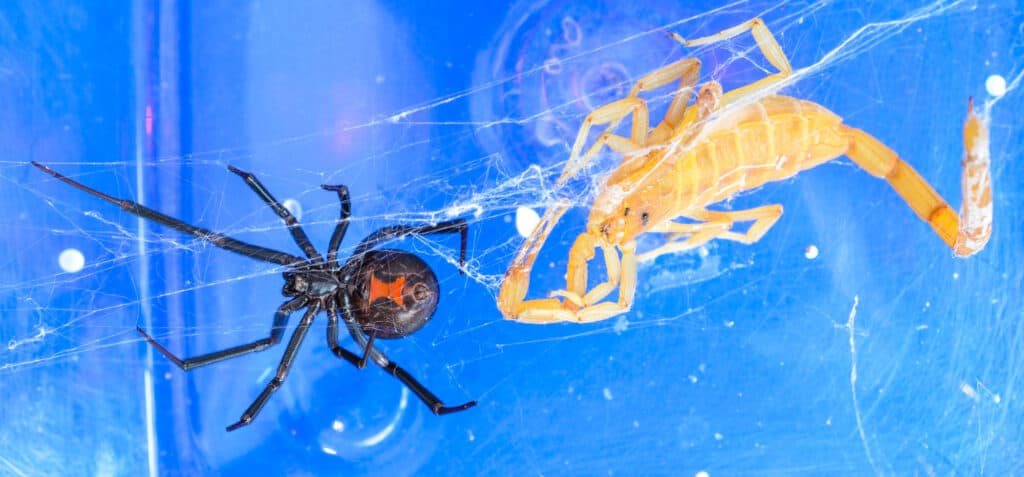 Black widow spider with scorpion
