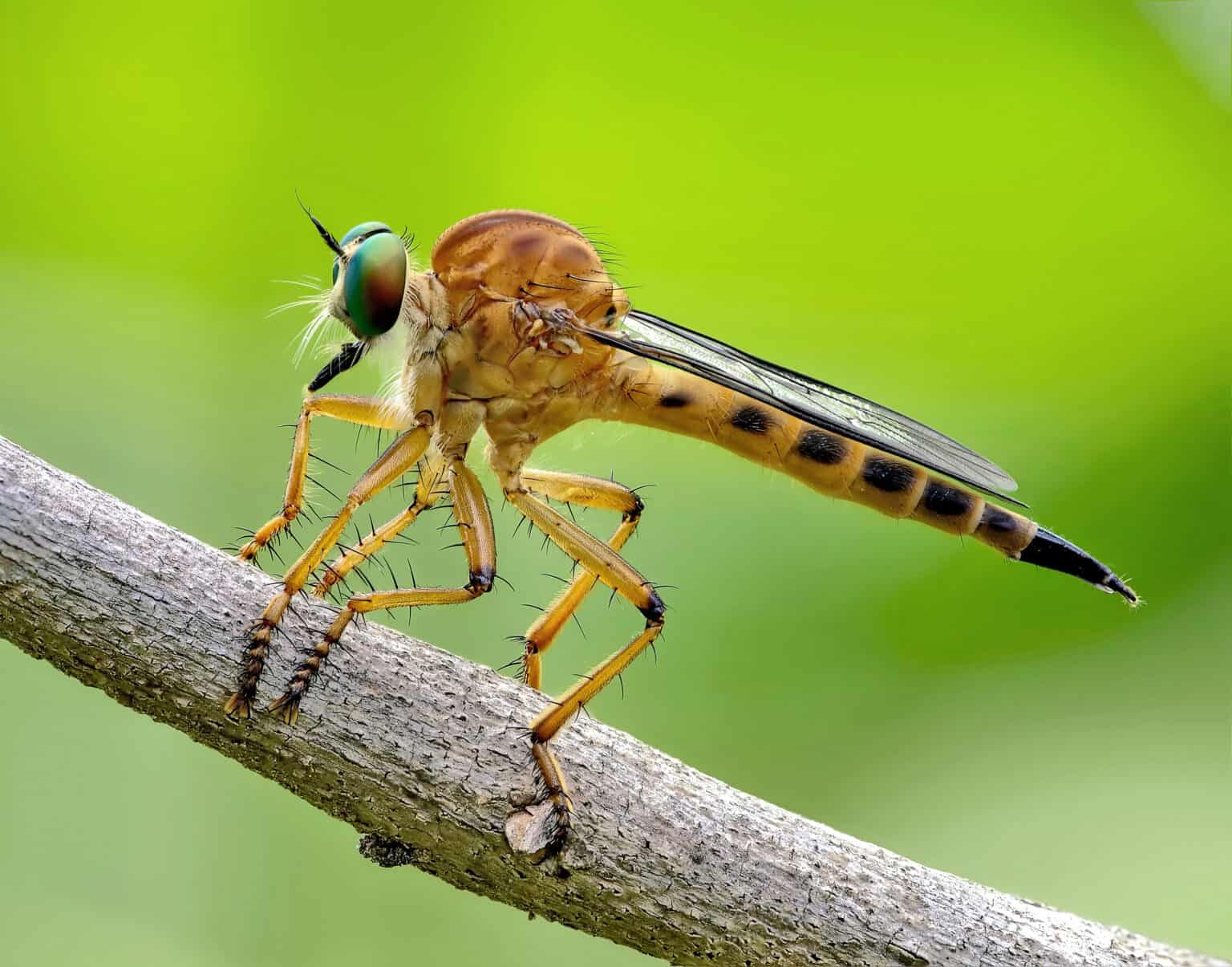 S Insect Insects - A-Z Animals