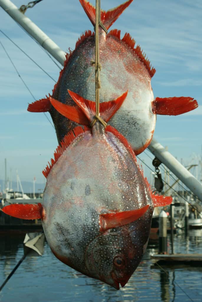 Opah sunfish