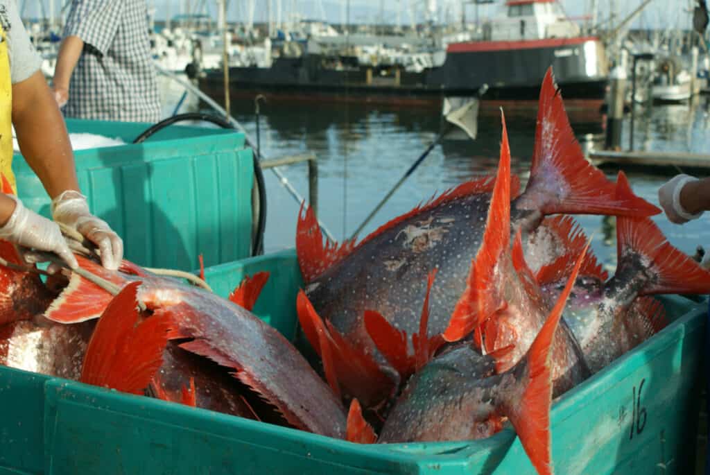 largest fish ever caught in Washington