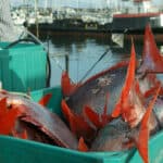Opah