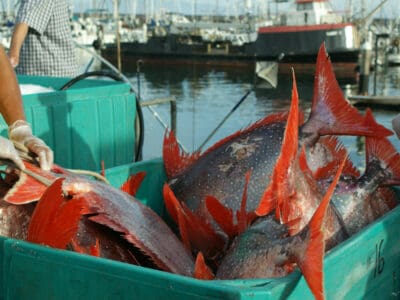 Opah Picture