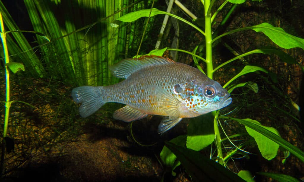 Orange-spotted Sunfish