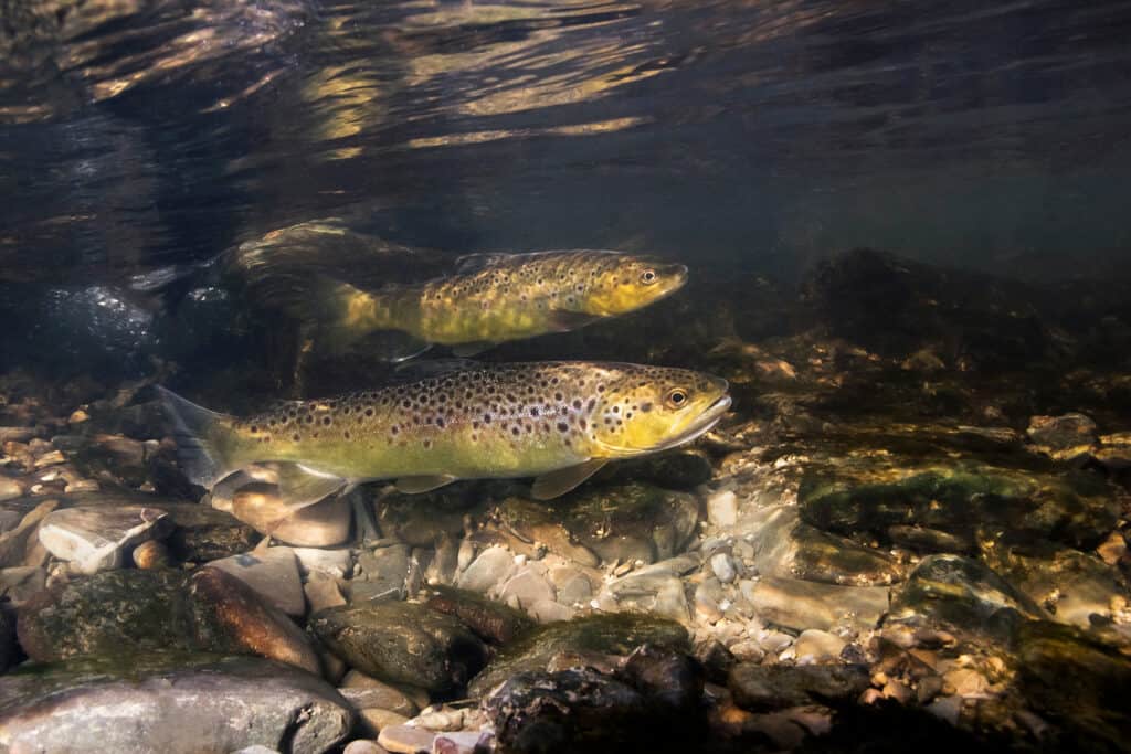 Two brown trout swimming in a stream.