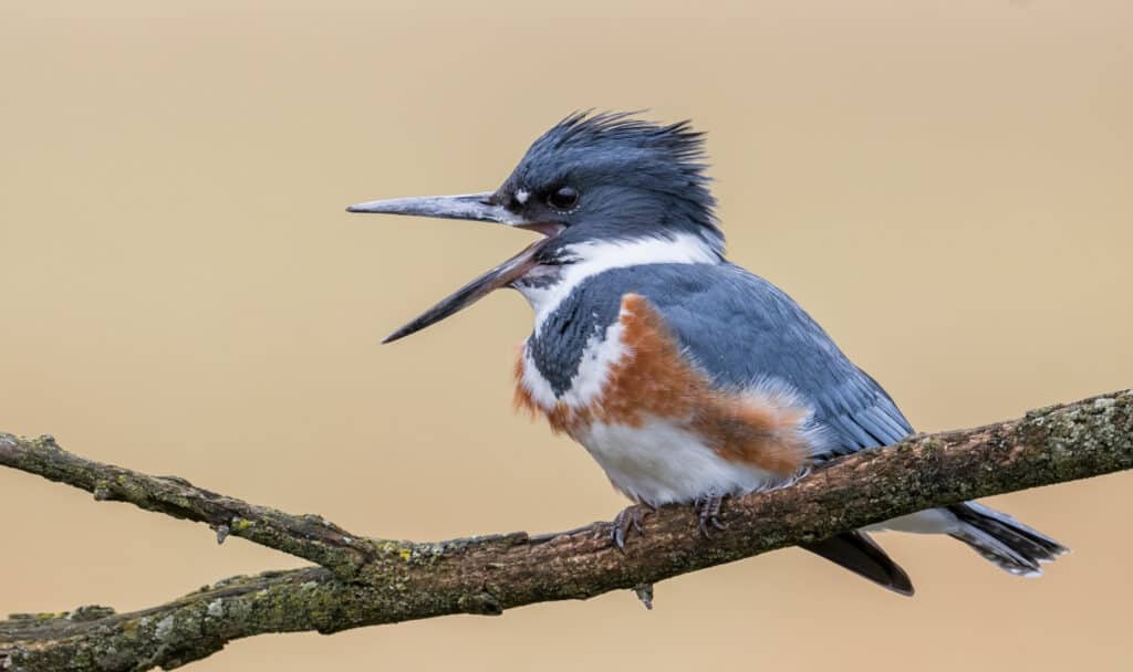 Belted kingfisher