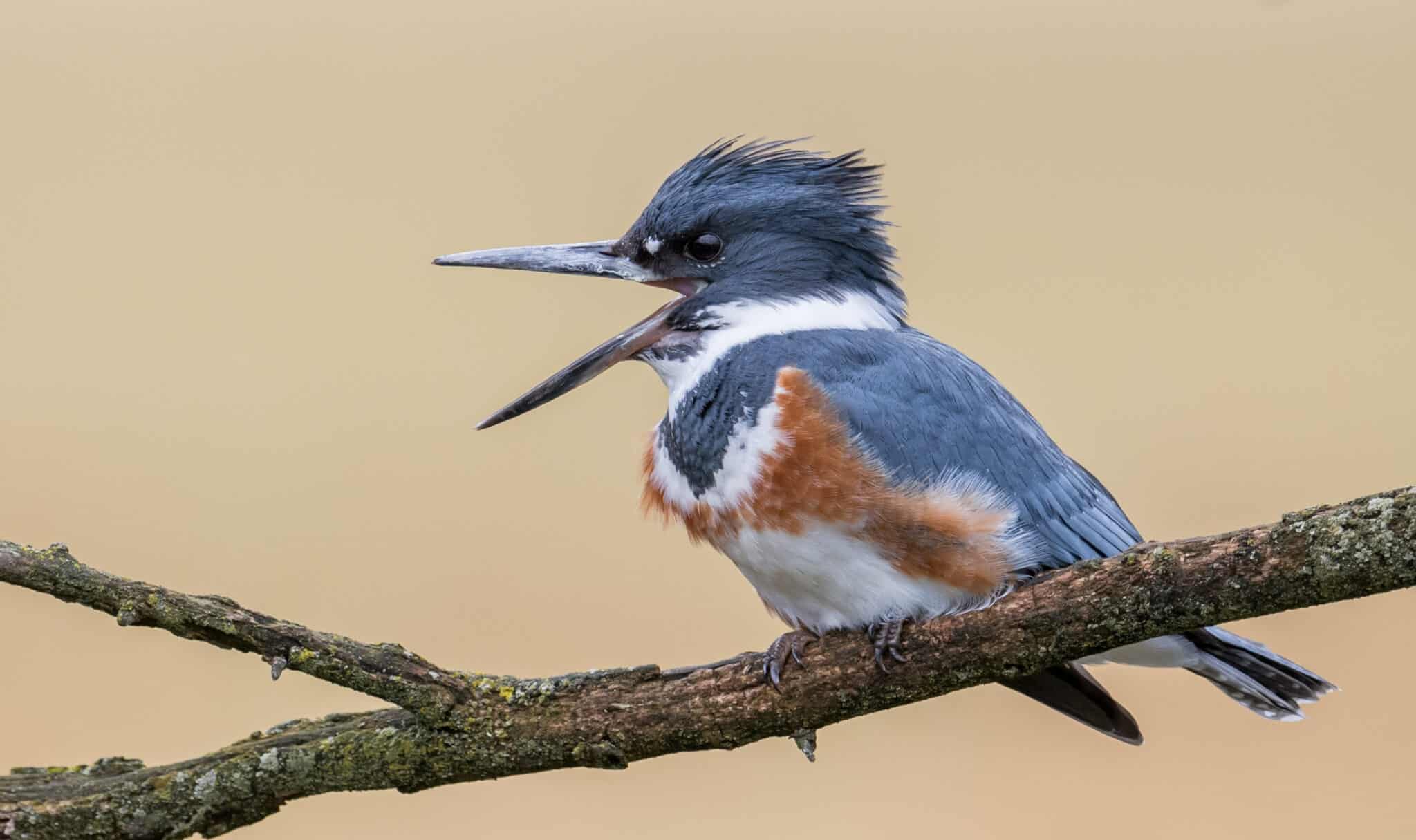 Wildlife in Indiana Types of Indianian Animals AZ Animals