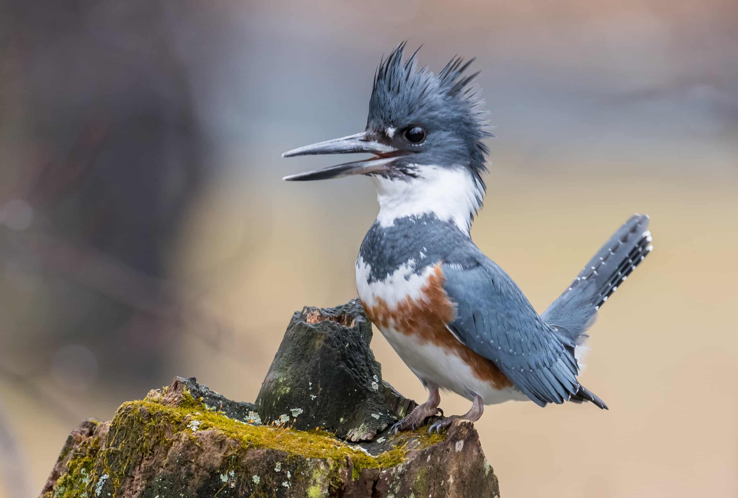 Belted Kingfisher Nest