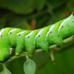 Tomato hornworm