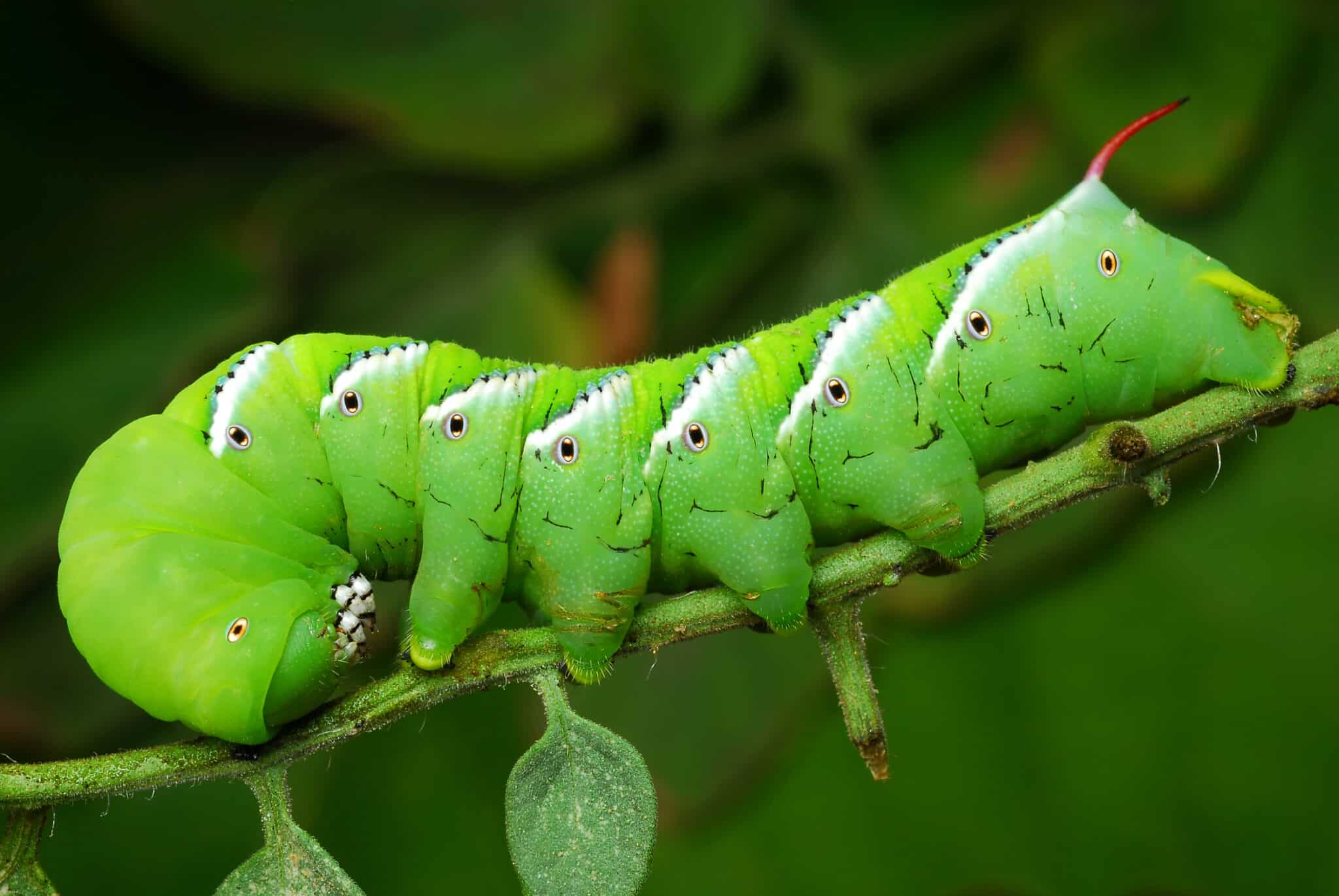 Discover the 12 Caterpillars Found in South Carolina - A-Z Animals