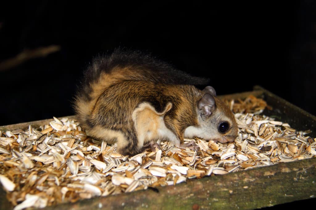 baby japanese dwarf flying squirrel