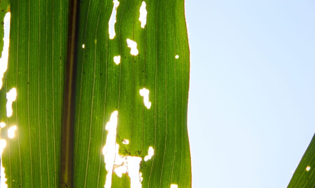 Corn leave