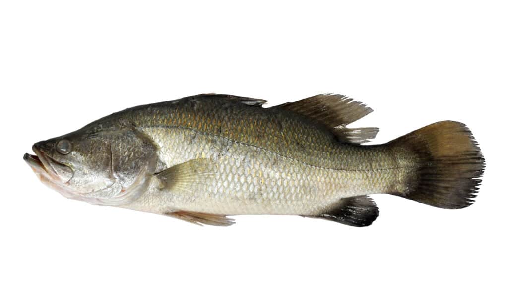 White perch