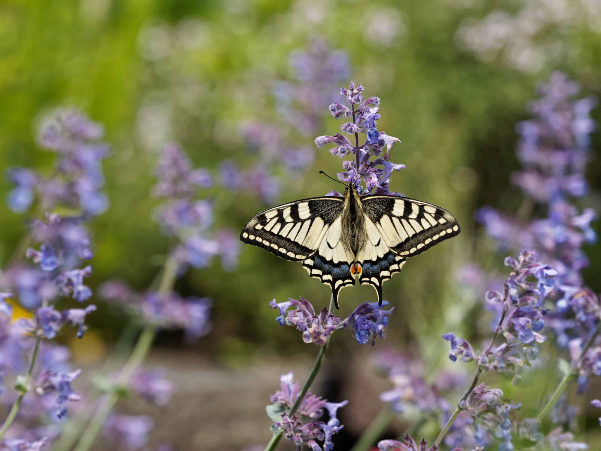catmint with swallowtail