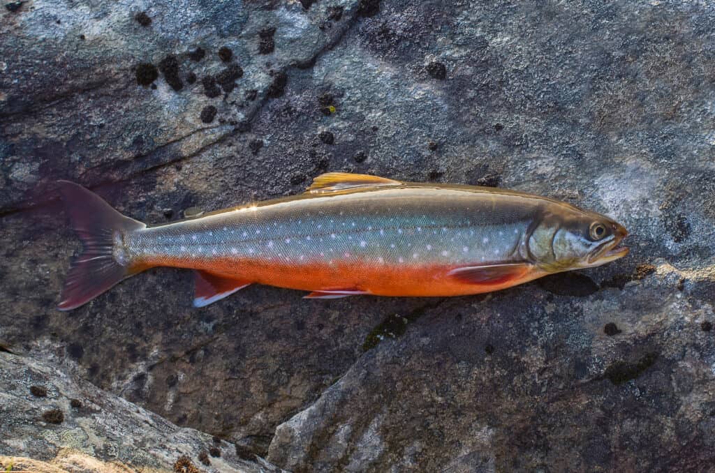 Ice Fishing for Arctic Char in Alaska 