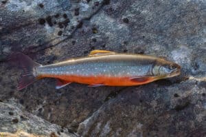 Did You Just See The Largest Arctic Char Ever Caught? Picture