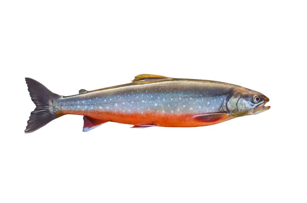 arctic char isolated on white background