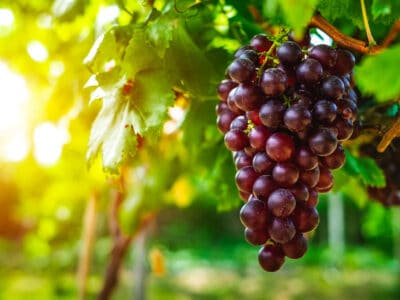 A How to Grow Grapes: Your Complete Guide