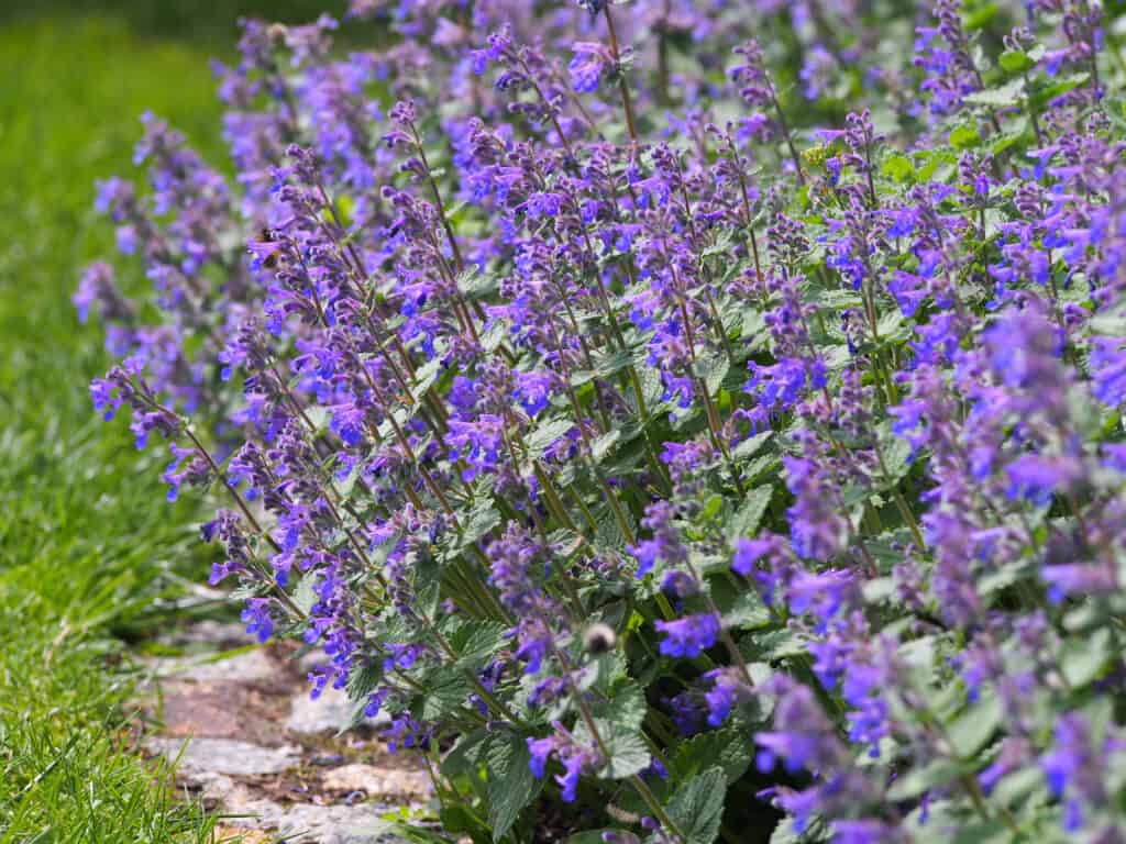 catmint plant in garden