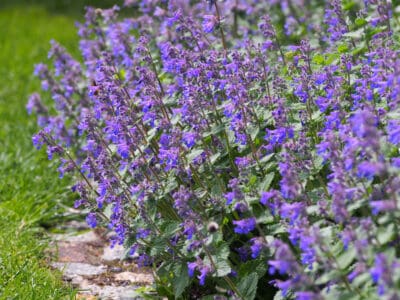 A Catmint vs Lavender: What’s the Difference?