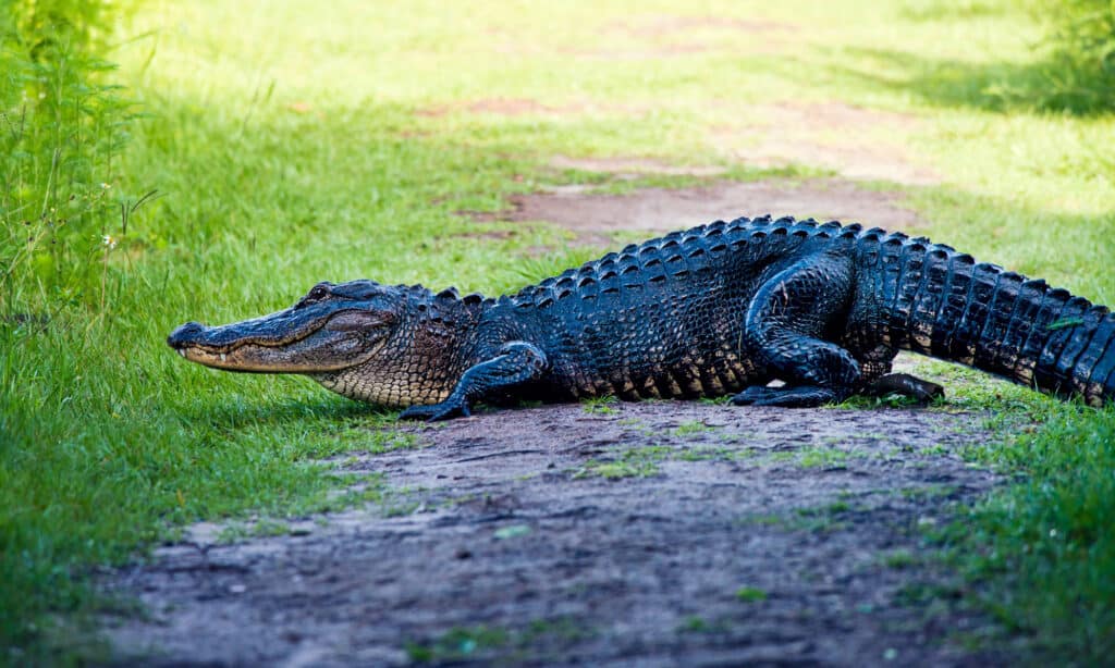 Alligators that are sunbathing or sleeping may attack if you get too close