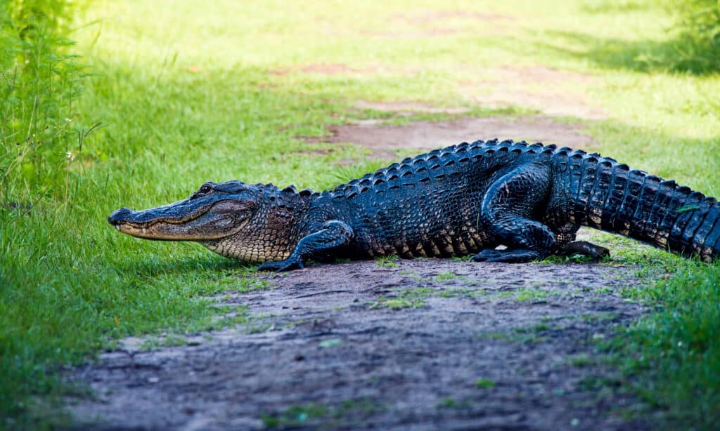 How Many Alligators Live in Florida's Sawgrass Lake? - AZ Animals