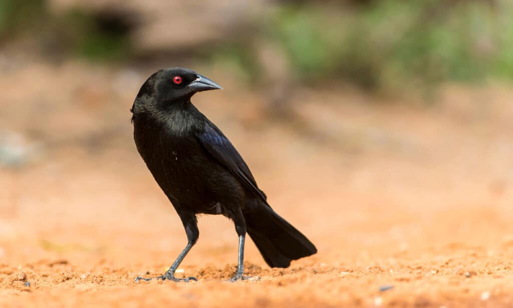 Bronzed Cowbird