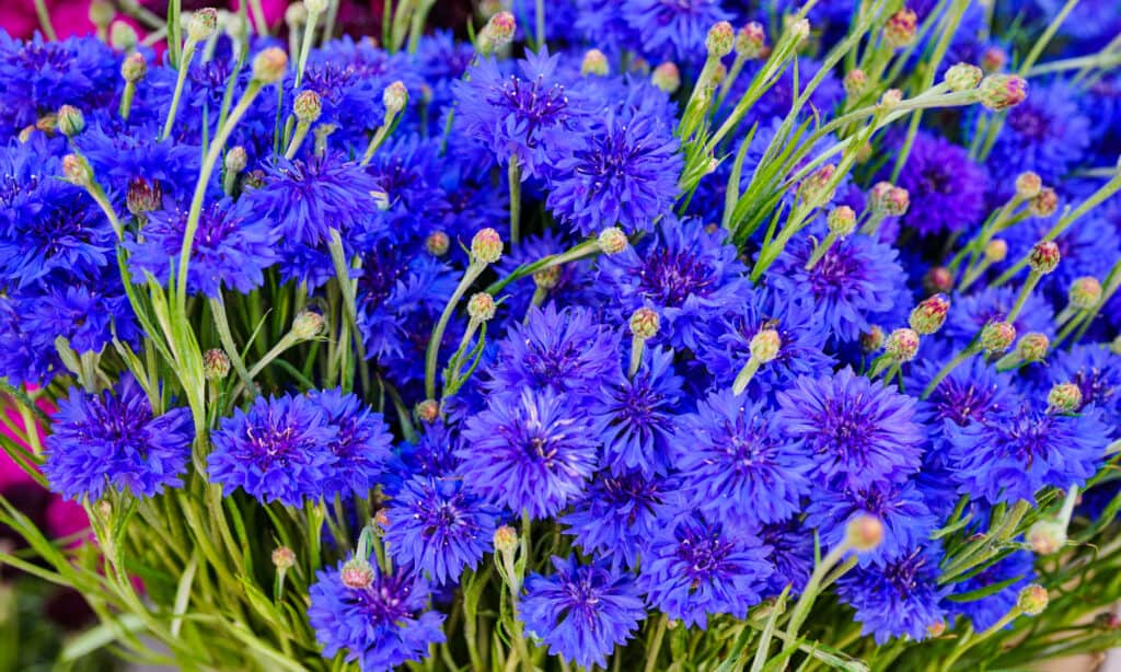 Bachelor's Button, aka cornflower blue flowers in a garden setting