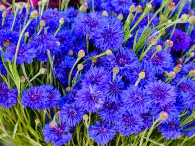 A Discover The National Flower of Germany: The Cornflower