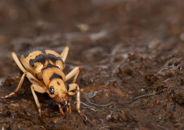 Bombardier beetle drinking from floodwaters