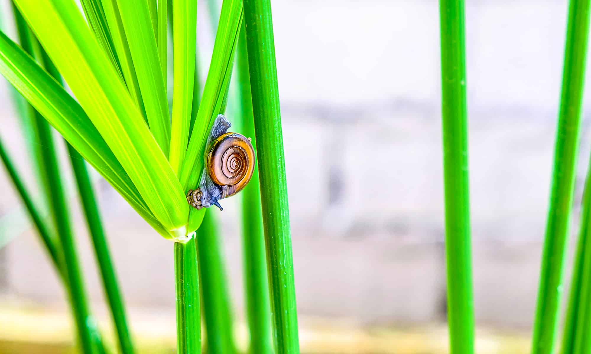 Snail Poop Everything Youve Ever Wanted To Know A Z Animals