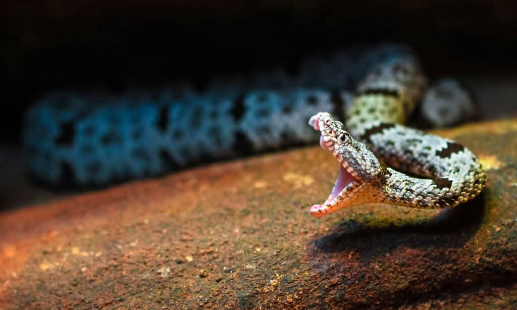 rock rattlesnake