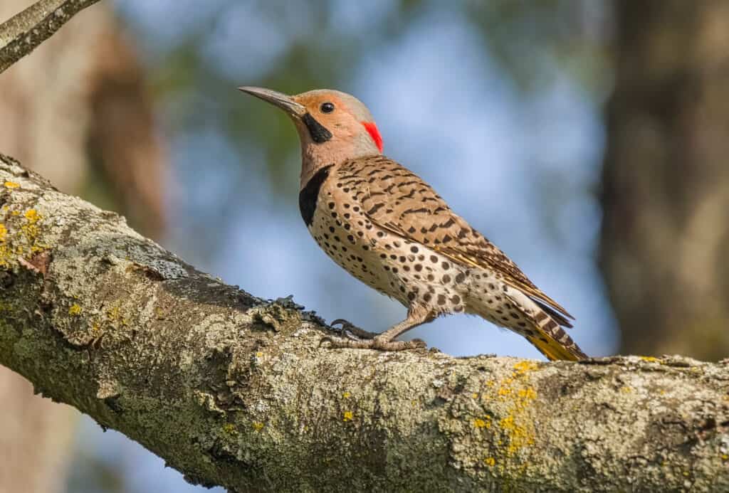 Northern Flicker