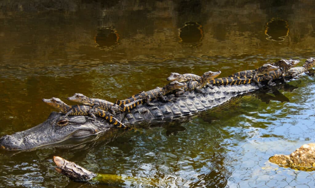 Découvrez le seul endroit sur terre où les crocodiles et les alligators coexistent