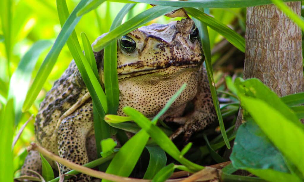 Gulf Coast Toad