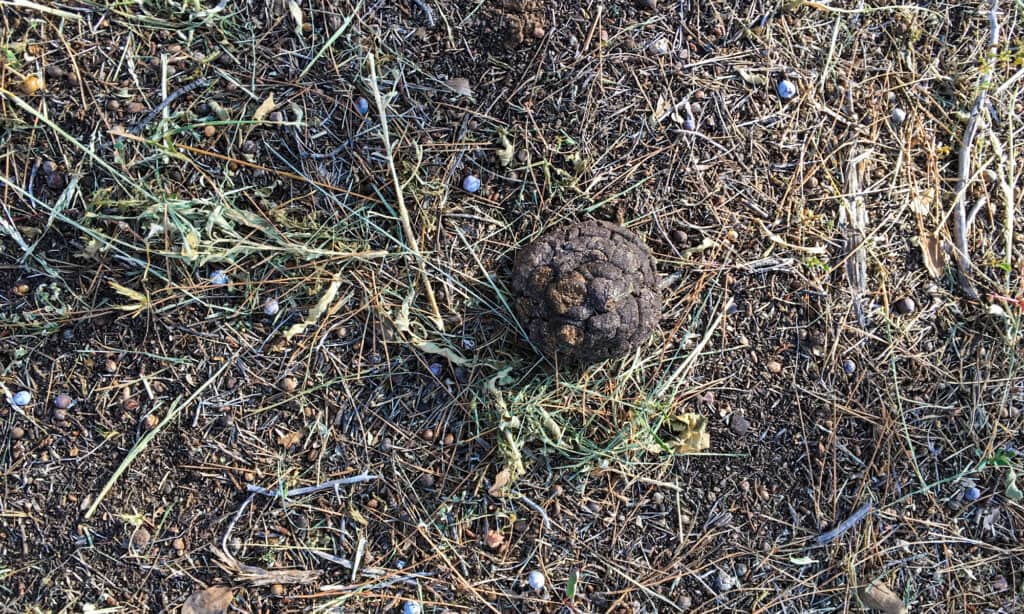 Mountain lion scat