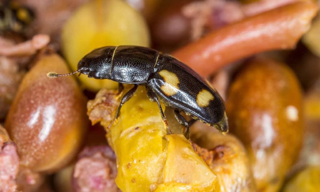 Sap Beetle