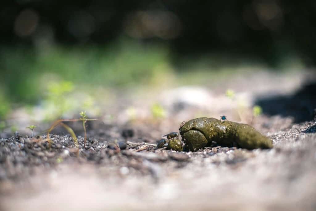 Backyard Animal Poop Identification: A Complete Guide for 2024 - A-Z ...