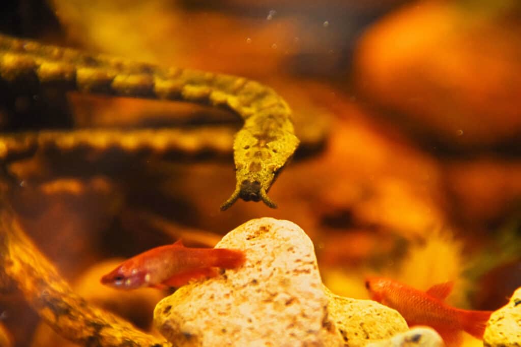 A tentacled water snake sneaking up on a fish