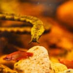 Tentacled snake